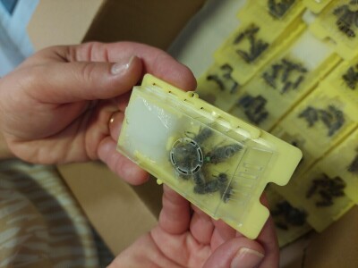 Pčelarstvo Antolčić – tradicija pet generacija