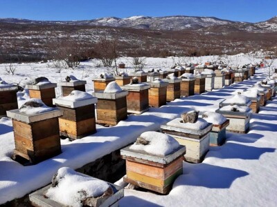 Pčelarstvo Bajović Pčelarstvo Bajović