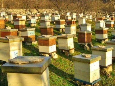 Pčelarstvo Bajović Pčelarstvo Bajović