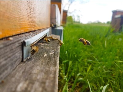 Pčelarstvo Barać Pčelarstvo Barać