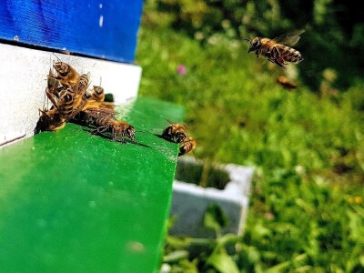 Pčelarstvo Barać Pčelarstvo Barać