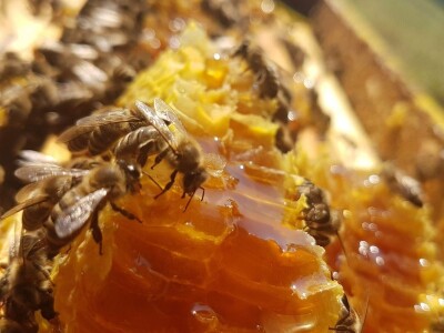 Pčelarstvo Barać Pčelarstvo Barać