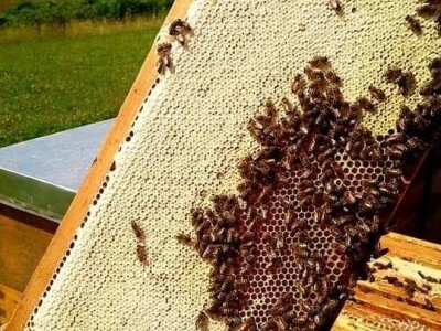 Pčelarstvo Barać Pčelarstvo Barać