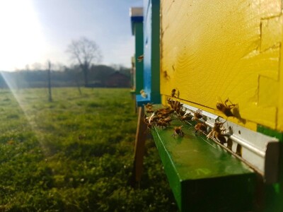 Pčelarstvo Barać Pčelarstvo Barać