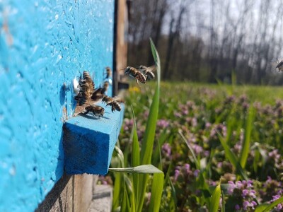 Pčelarstvo Barać Pčelarstvo Barać