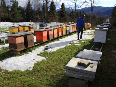 Pčelarstvo Burić