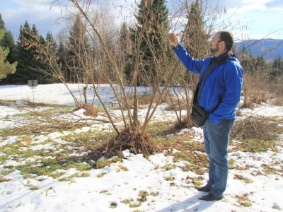 Pčelarstvo Burić