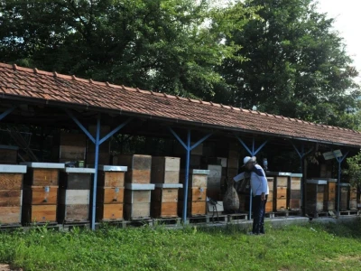 Pčelarstvo i malinarstvo
