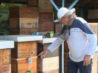 Pčelarstvo i malinarstvo Pčelarstvo i malinarstvo