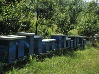Pčelarstvo i malinarstvo