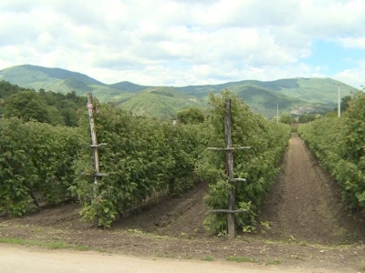 Pčelarstvo i malinarstvo