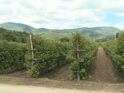 Pčelarstvo i malinarstvo Pčelarstvo i malinarstvo