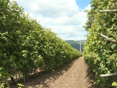 Pčelarstvo i malinarstvo