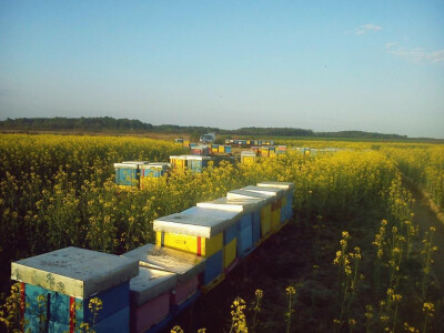 Pčelarstvo Mešinović 1