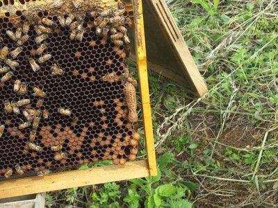 Pčelarstvo Mešinović 2