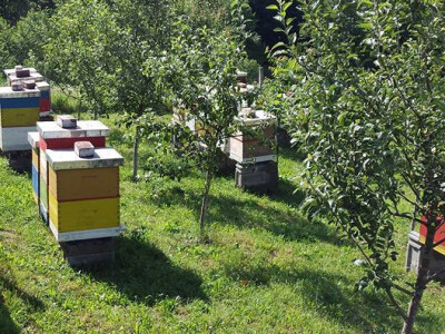 Pčelarstvo Mešinović 4