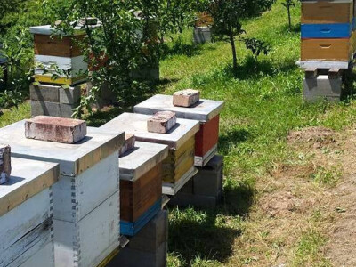 Pčelarstvo Mešinović 5