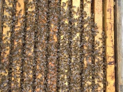 Pčelarstvo Mujabašić Pčelarstvo Mujabašić