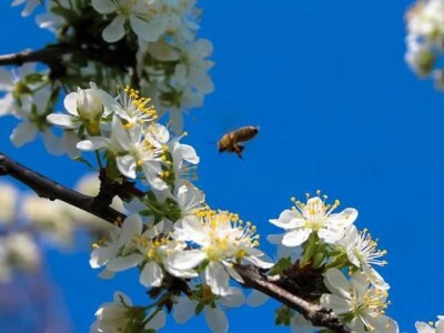 Pčelarstvo Mujabašić Pčelarstvo Mujabašić