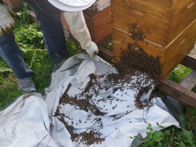 Pčelarstvo Mujabašić Pčelarstvo Mujabašić