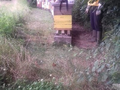 Pčelarstvo Mujabašić Pčelarstvo Mujabašić