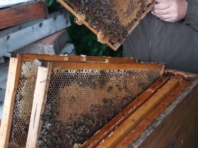 Pčelarstvo Mujabašić Pčelarstvo Mujabašić