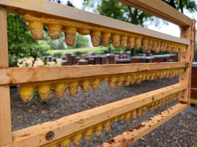 Pčelarstvo OPG Miroslav Antolčić