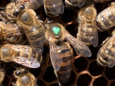 Pčelarstvo OPG Miroslav Antolčić