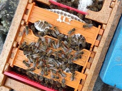 Pčelarstvo u Norveškoj se ne razlikuje puno od našeg, ali je bolje organizovano