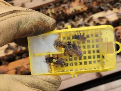 Pčelarstvo u Norveškoj se ne razlikuje puno od našeg, ali je bolje organizovano