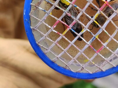 Pčelarstvo u Norveškoj se ne razlikuje puno od našeg, ali je bolje organizovano