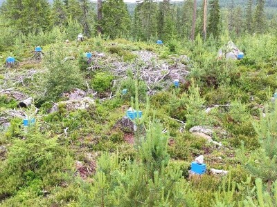 Pčelarstvo u Norveškoj se ne razlikuje puno od našeg, ali je bolje organizovano