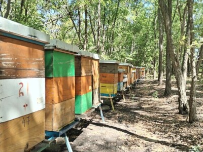 Pčelarstvo u srednjem Banatu - Radovan Radivojević