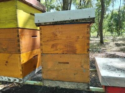 Pčelarstvo u srednjem Banatu - Radovan Radivojević