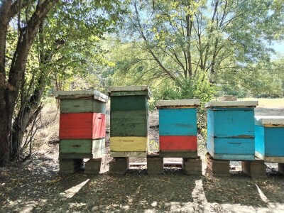 Pčelarstvo u srednjem Banatu - Radovan Radivojević