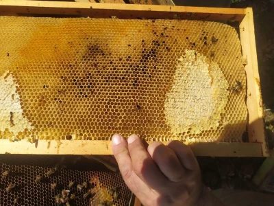 Pčelaru iz Tomislavgrada stradalo više od 50 košnica
