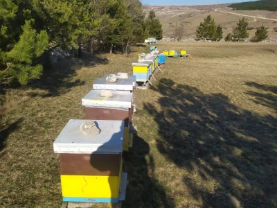 Pčelaru iz Tomislavgrada stradalo više od 50 košnica