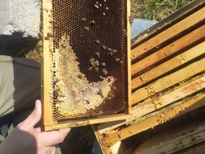 Pčelaru iz Tomislavgrada stradalo više od 50 košnica