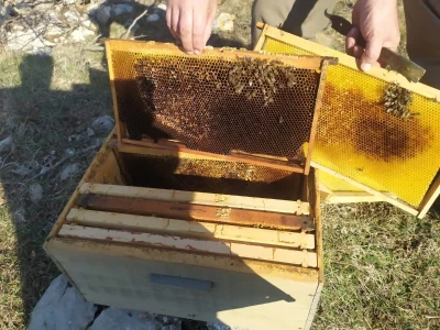 Pčelaru iz Tomislavgrada stradalo više od 50 košnica