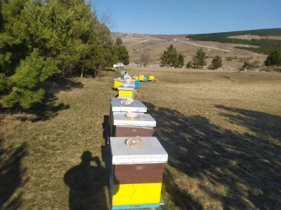 Pčelaru iz Tomislavgrada stradalo više od 50 košnica
