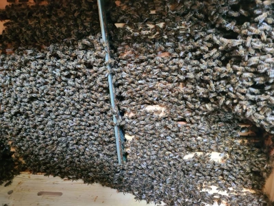 Pčele