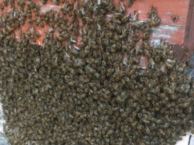"Brada" pčela na košnici