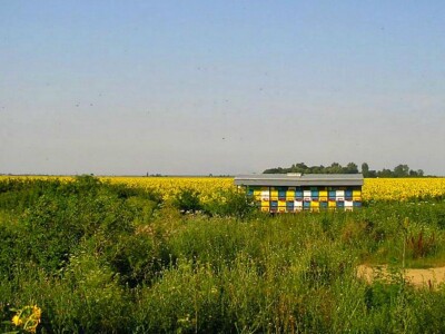 Pčele na suncokretu