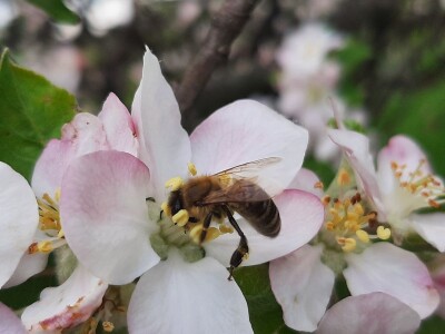 Pčele ne vole vetrovito vreme