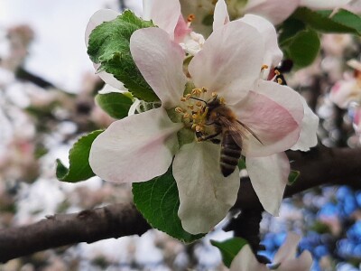 Pčele ne vole vetrovito vreme
