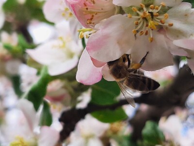 Pčele ne vole vetrovito vreme