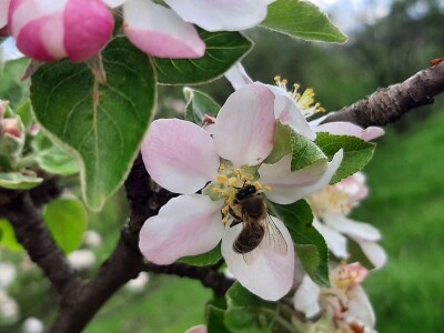 Pčele ne vole vetrovito vreme