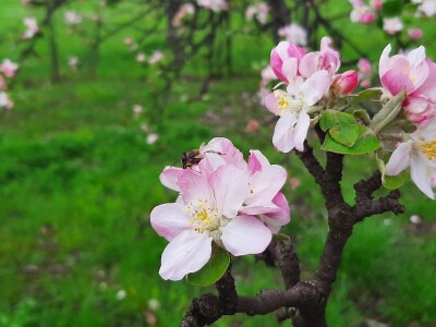 Pčele ne vole vetrovito vreme