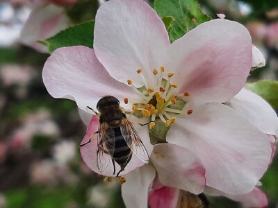 Pčele ne vole vetrovito vreme