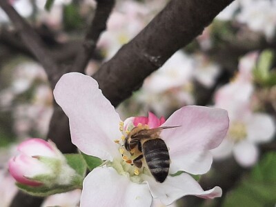 Pčele ne vole vetrovito vreme